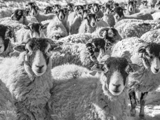 Swaledale sheep flock, Teesdale County Durham