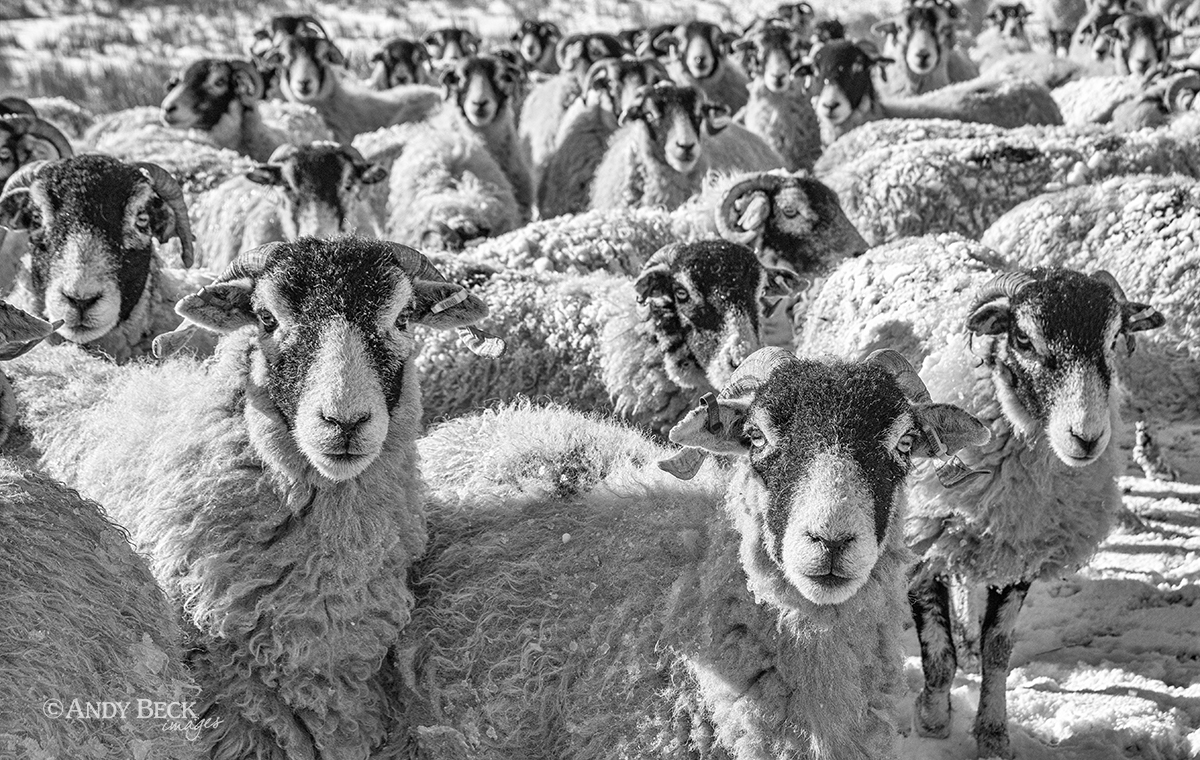 Swaledale sheep flock, Teesdale County Durham