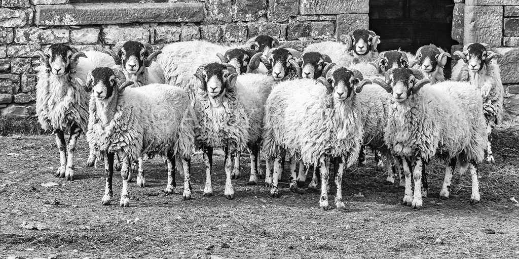 The Boys Club Swaledale Tups, Teesdale sheep