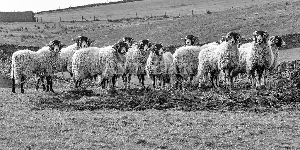 The Swaledale Tups, flock of Swaledale tups in Teesdale