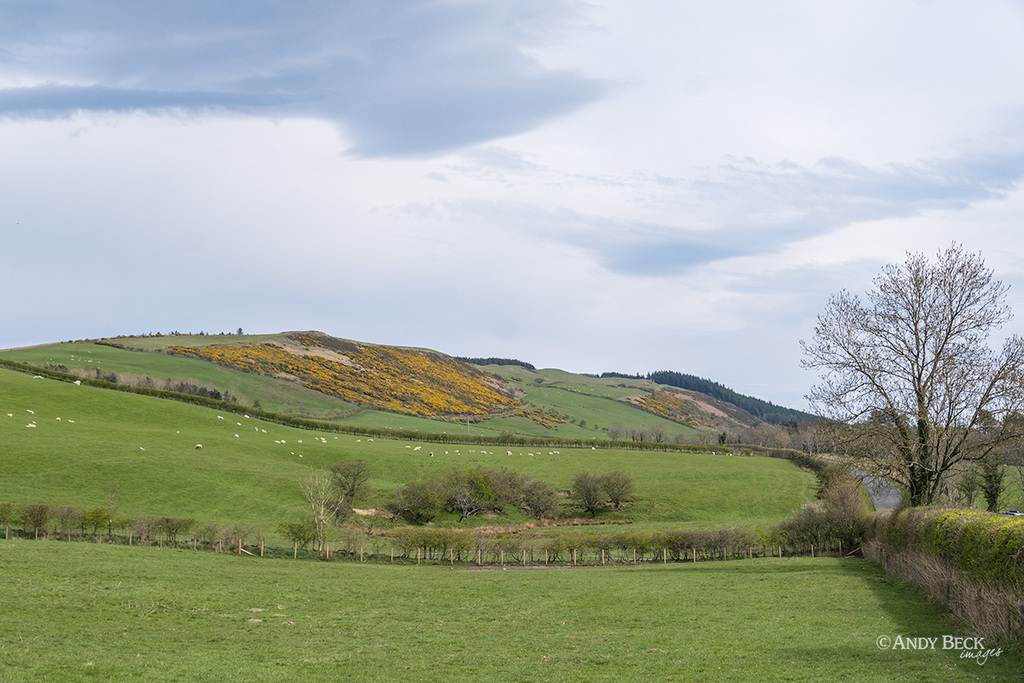 Watch Hill Outlying fell, Setmurthy Common, Outlying fells