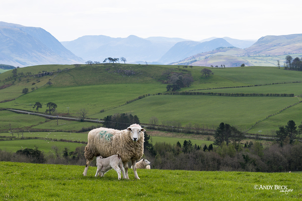 Watch Hill lambs, Setmurthy Common, Outlying Fells,