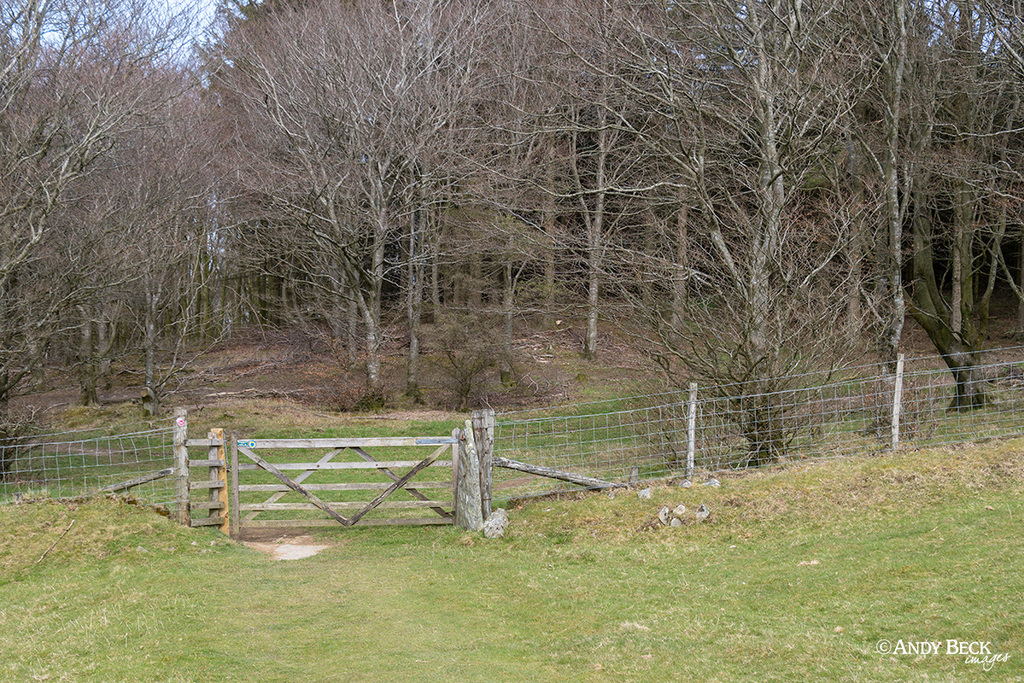 Watch Hill woodland, Setmurthy Plantation, Outlying fell, Lake District,