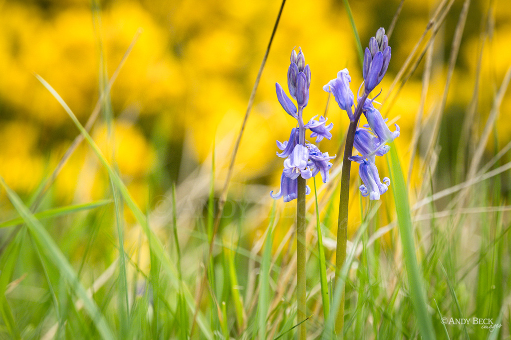Bluebells and gorse, spring colours