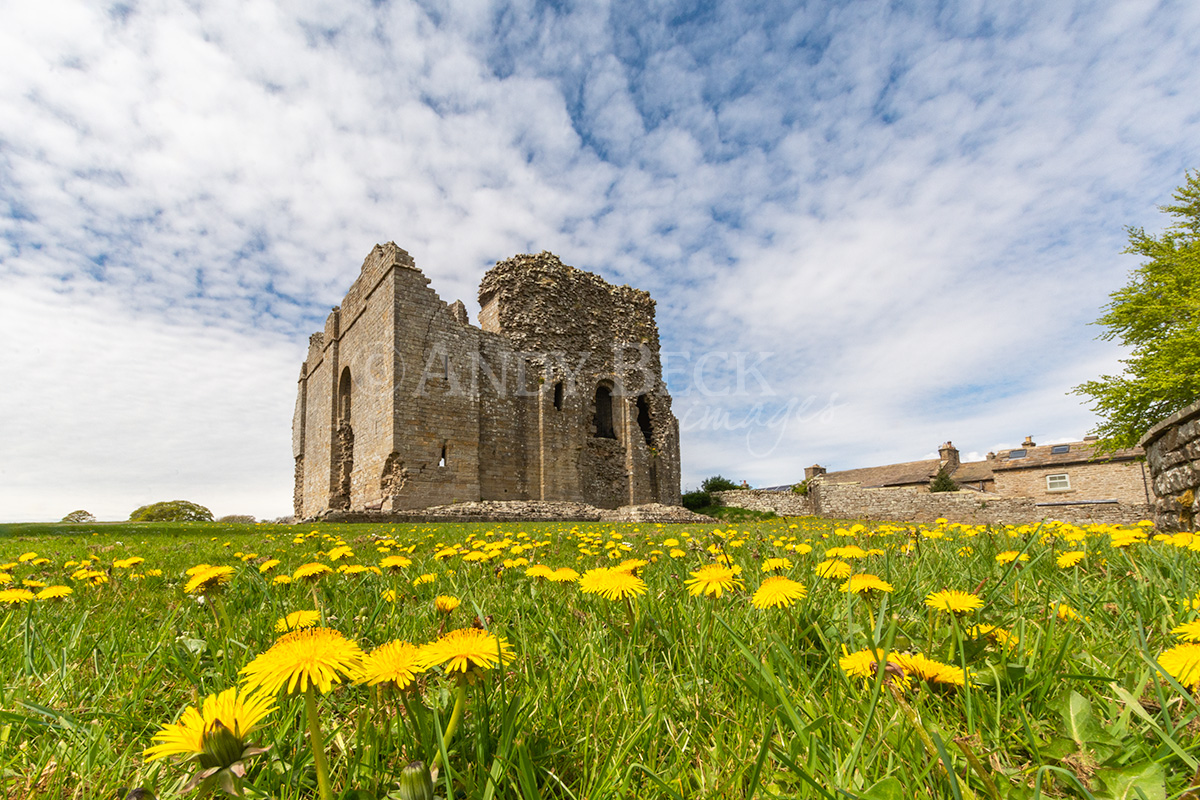 Bowes Castle and dandelions in sunshine