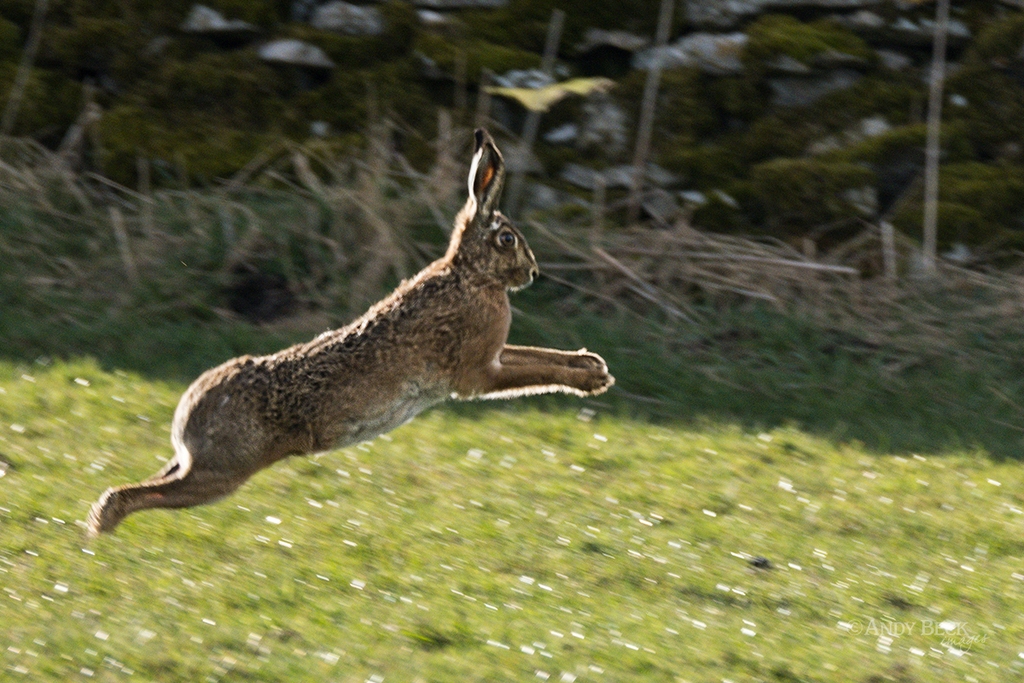 Hare Springing, Teesdale wildlife