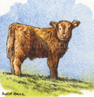 Highland Calf small sketch, original pen and watercolour