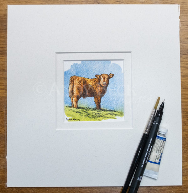 Small Highland calf sketch, Highland calf painting