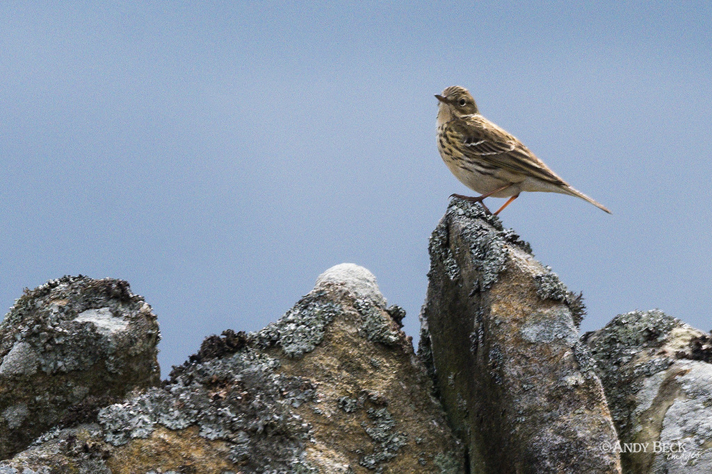 Meadow Pipit on wall, Teesdale