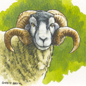 Swaledale tup sketch, small sketch of a Swaledale tup