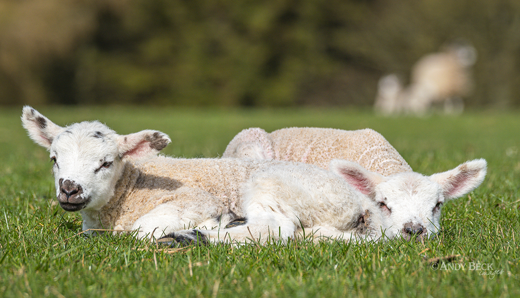 Lambs in the sunshine, teesdale
