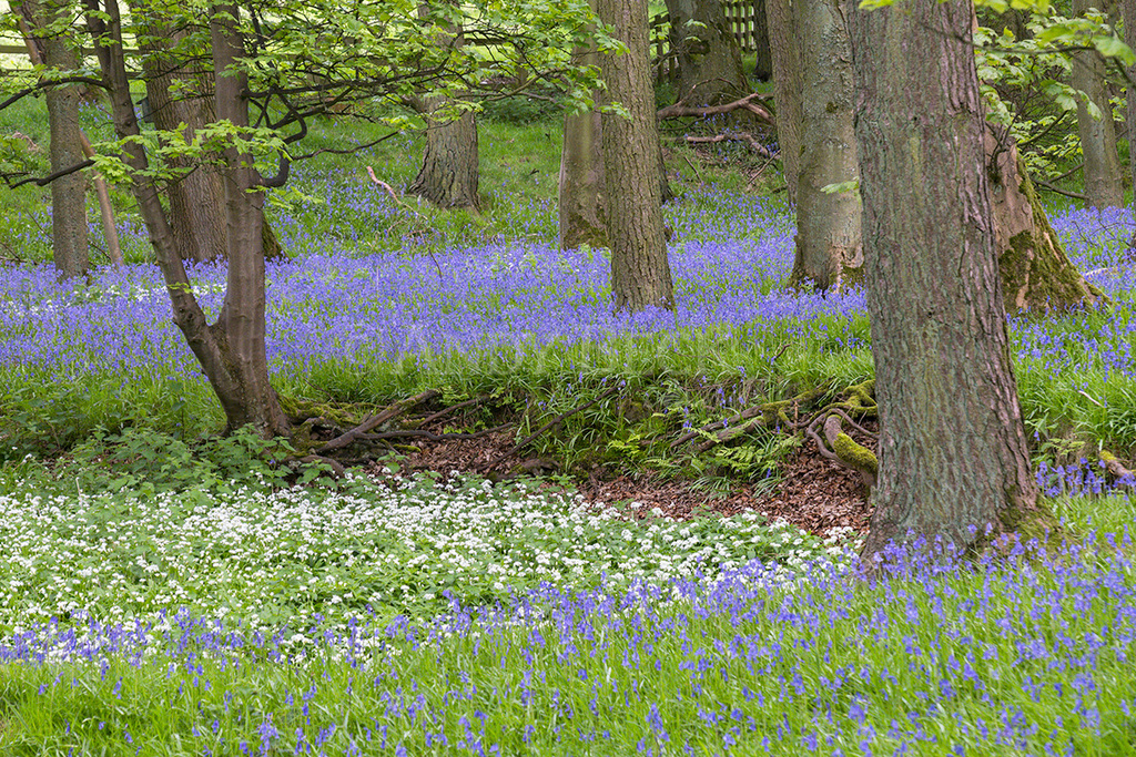 Bluebell wood, Gilmonby near Bowes