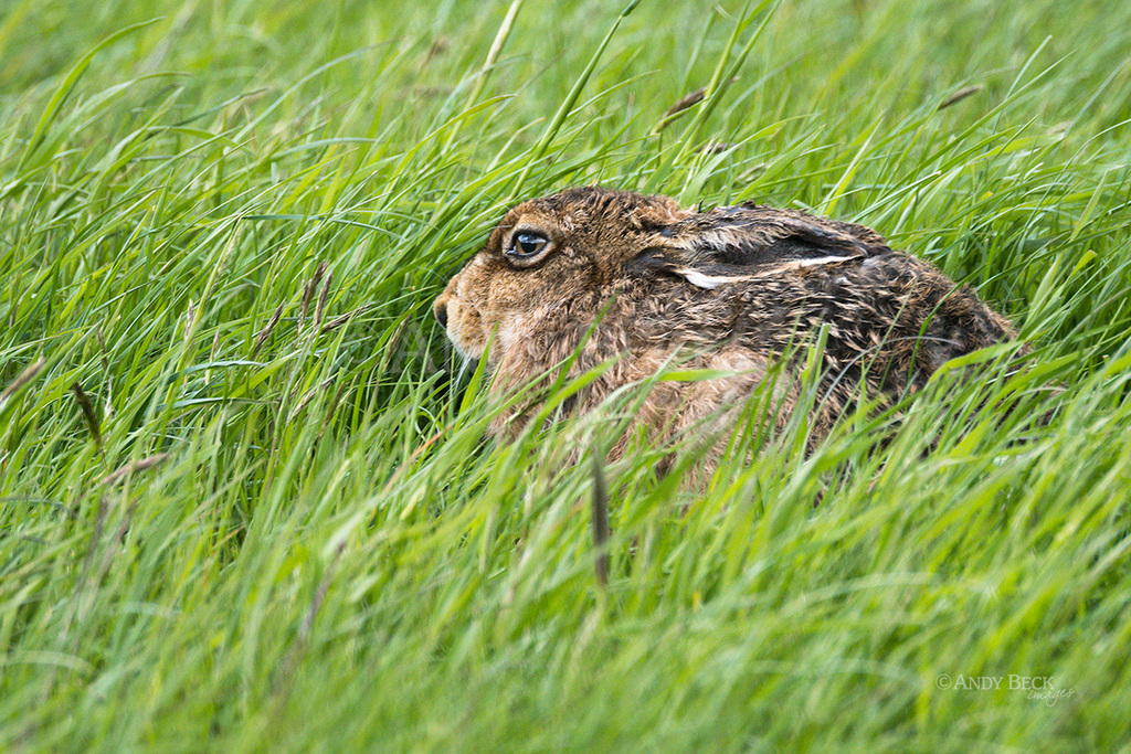 Brown hare lying low in spring grass