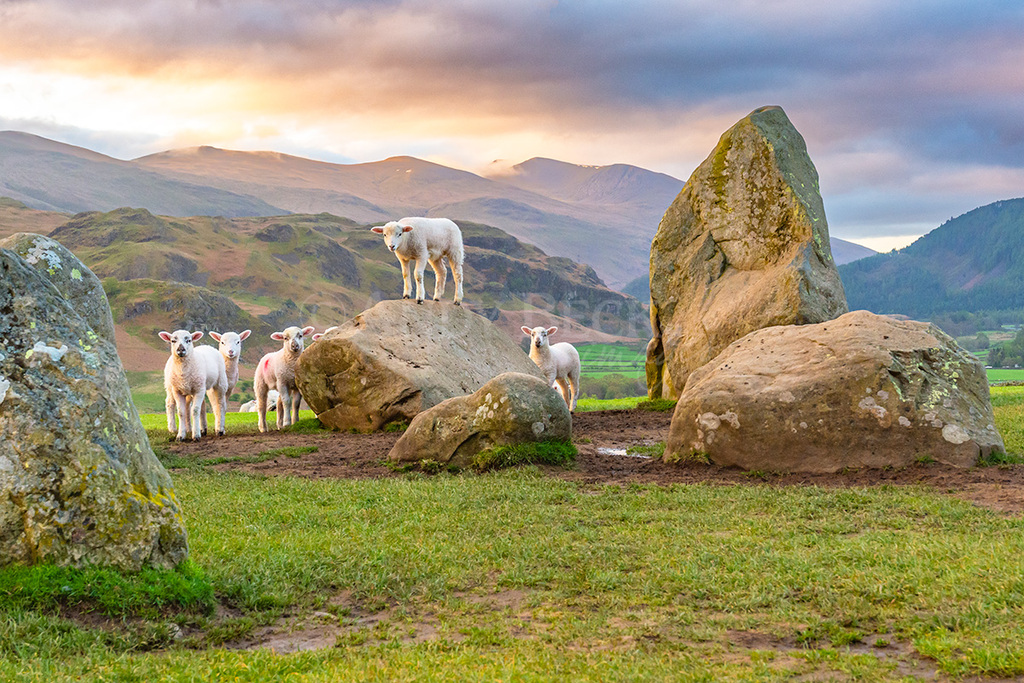 Castlerigg lambs, Lambs playing on Castlerigg stone circle near Keswick