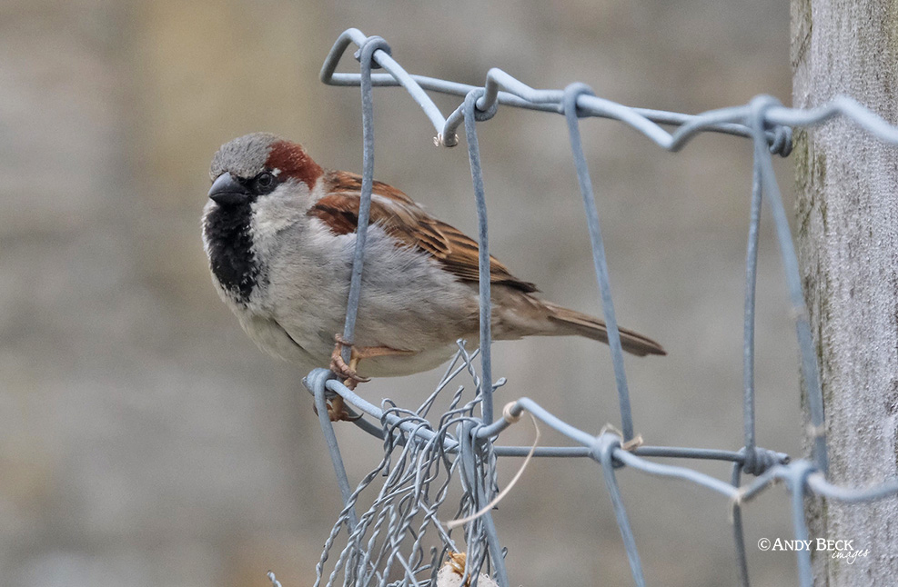 House sparrow on a wire fence