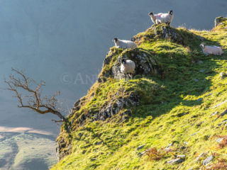 On the Edge, Swaledale sheep on a cliff edge