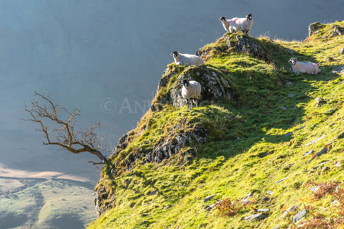 On the Edge, Swaledale sheep on a cliff edge