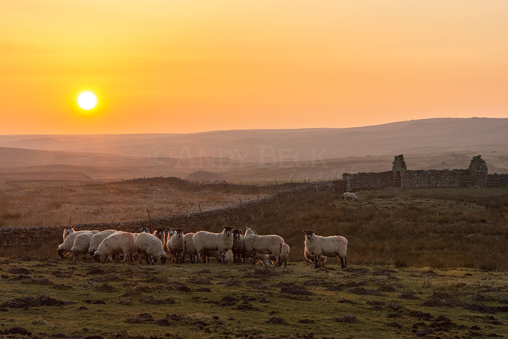Sheep at sunset, evening light near Bowes Co Durham