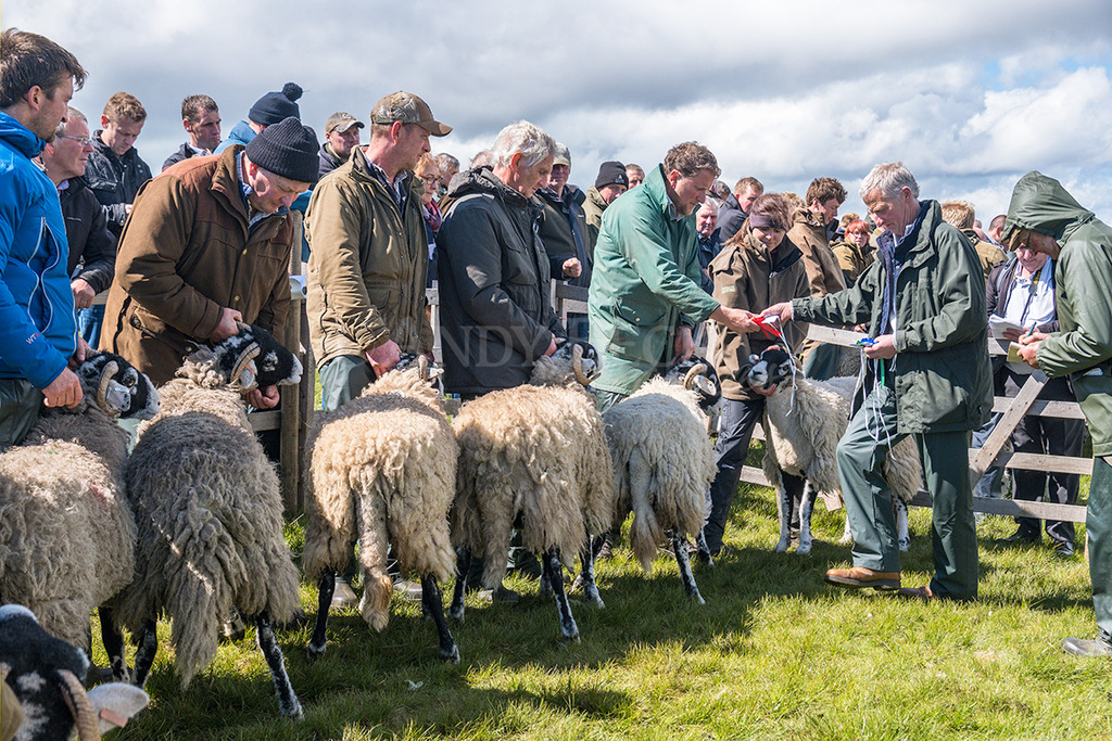 Prize winners at Tan Hill Show 2022, Swaledale sheep North Yorkshire
