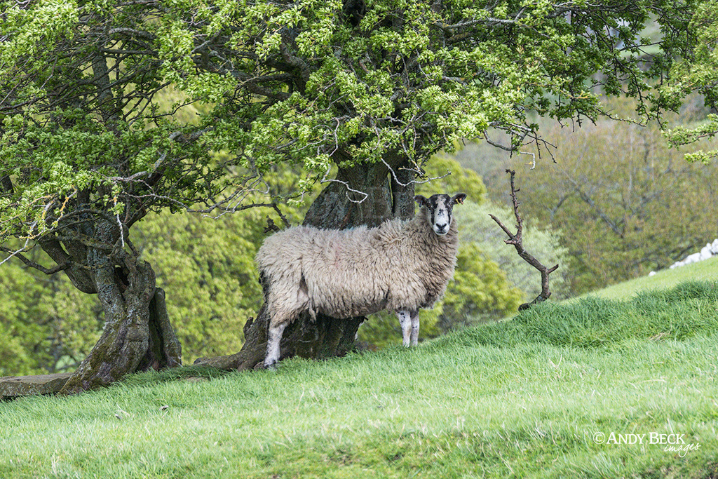 Mule sheep taking shelter under trees. Teesdale