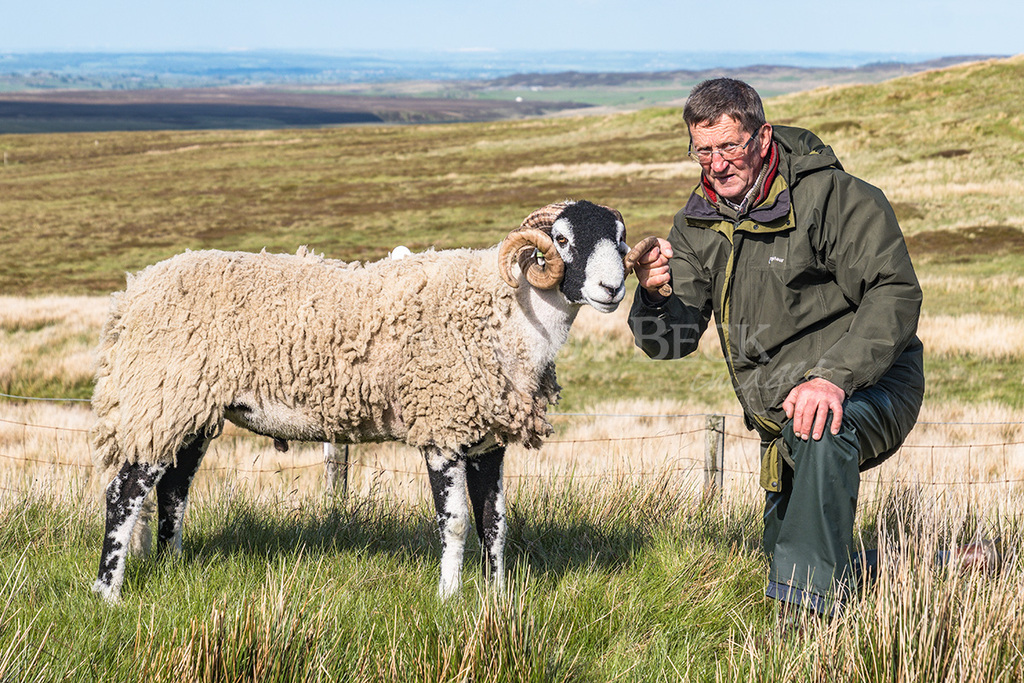 Tan Hill Show champion 2022, Swaledale tup