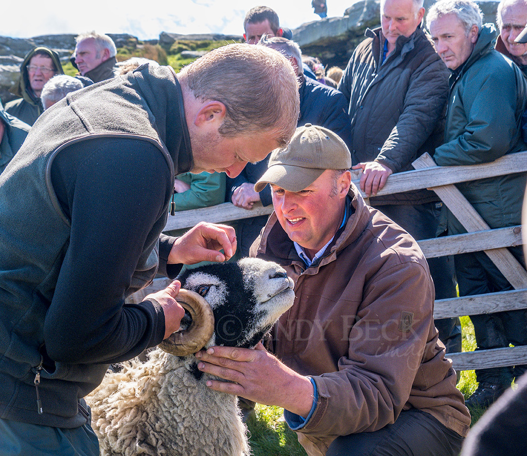 Attention to detail, sheep judging at Tan Hill Show