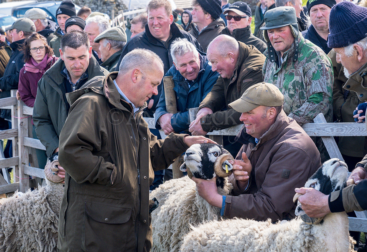 Sheep judging, Tan Hill Show 2022, Swaledale North Yorkshire