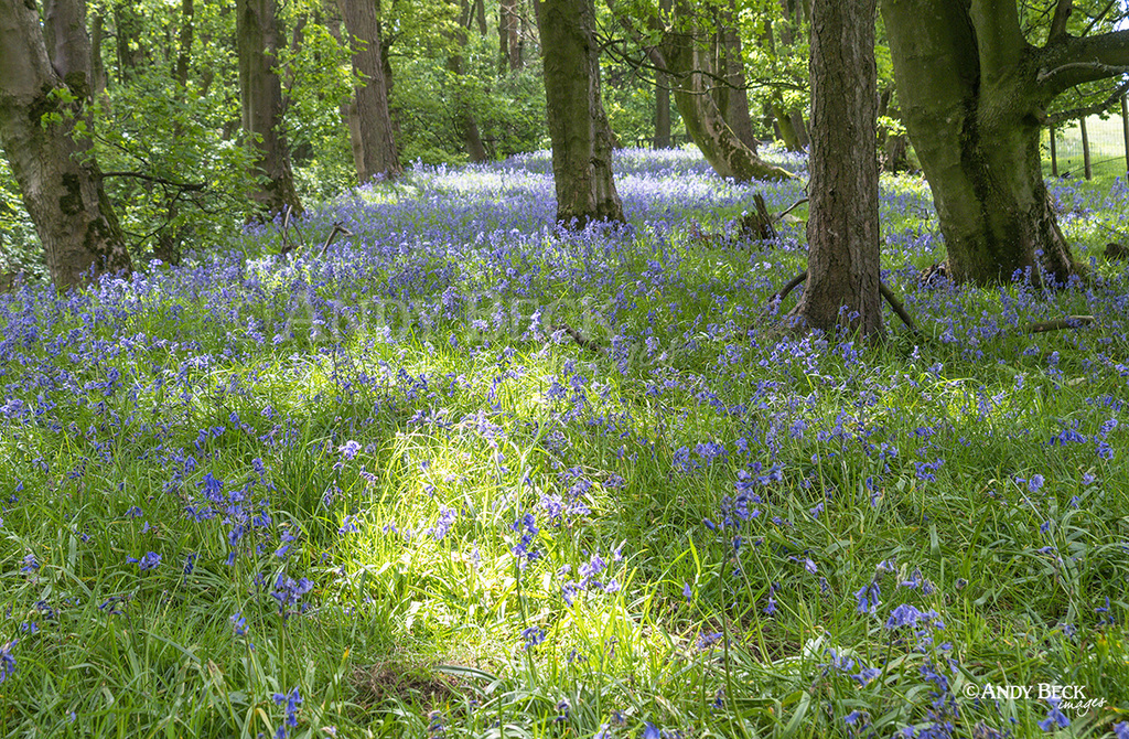 Bluebell wood, Gilmonby near Bowes