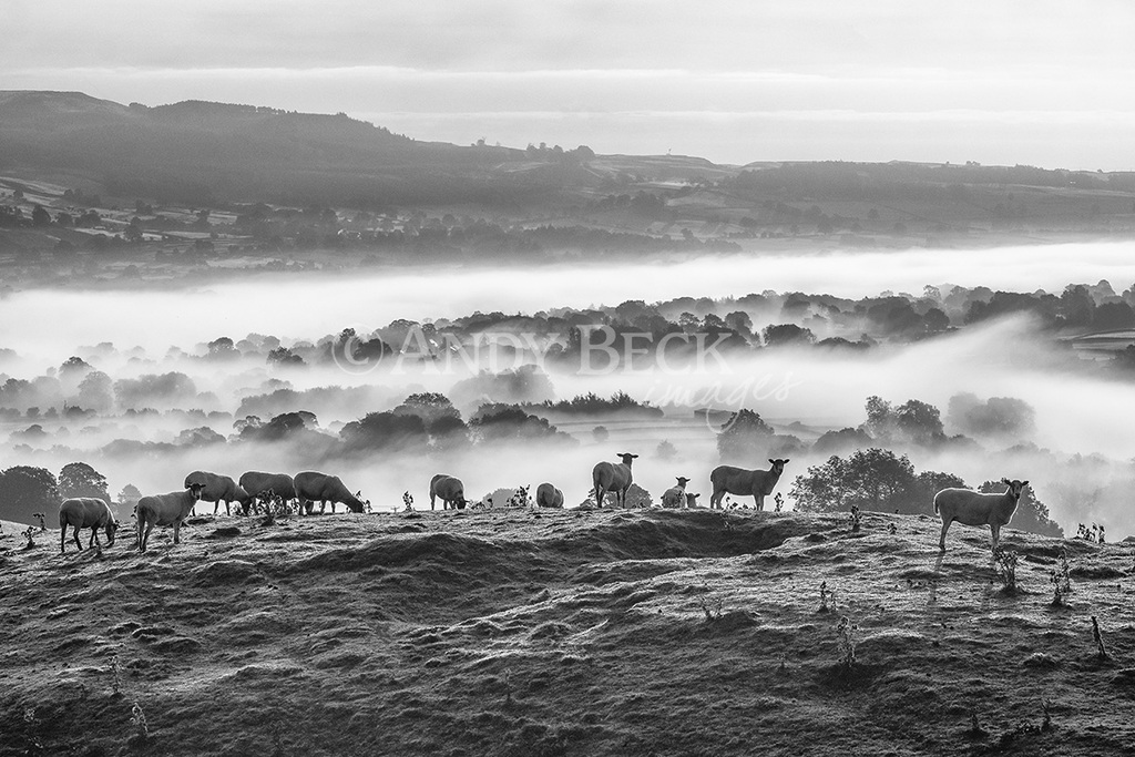Above the mist. Black and white photograph of sheep on a hillside
