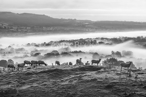 Above the mist. Black and white photograph of sheep on a hillside in Teesdale