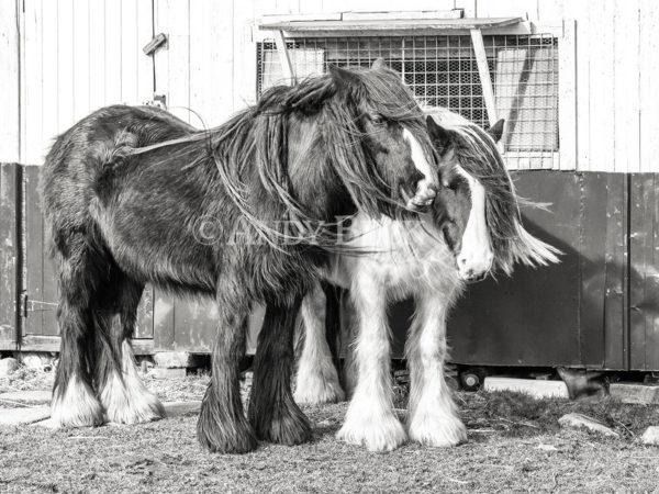 Good Friends Gypsy Cobs, ponies on Cockfield Fell. Teesdale