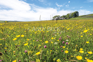Hannah's Meadow , Baldersdale County Durham