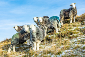 Herdwick sheep on a winter hillside. Lake District sheep.