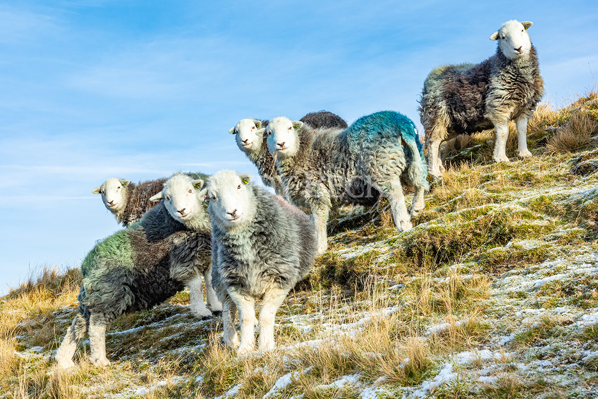 Herdwick sheep on a winter hillside.