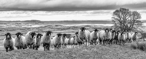 The Line Up, 23 Swaledale ewes in a row. Black and white panoramic photo.