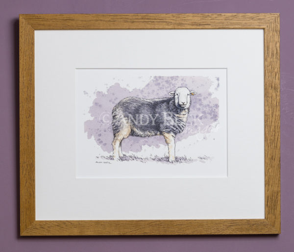 Herdwick sheep. Framed art print by Andy Beck