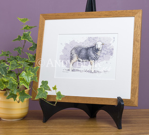 Herdwick sheep. framed print by Andy Beck