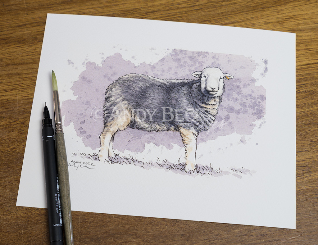 Herdwick sheep print by Andy Beck Sheep Breed lake District