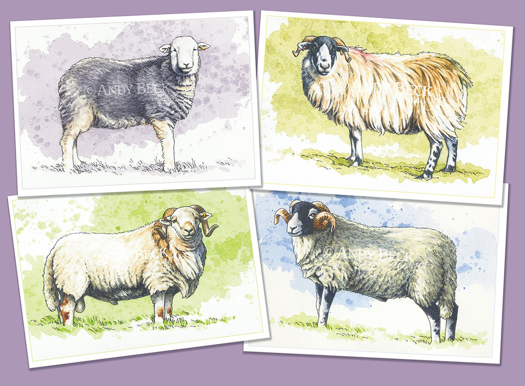 Sheep breeds cards and prints
