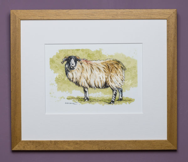 Rough Fell sheep. Framed art print by Andy Beck