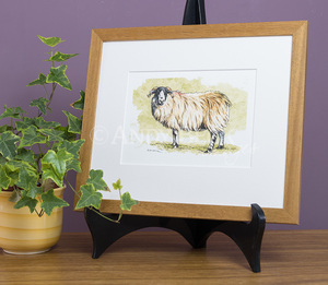 Rough Fell sheep Framed print by Andy Beck