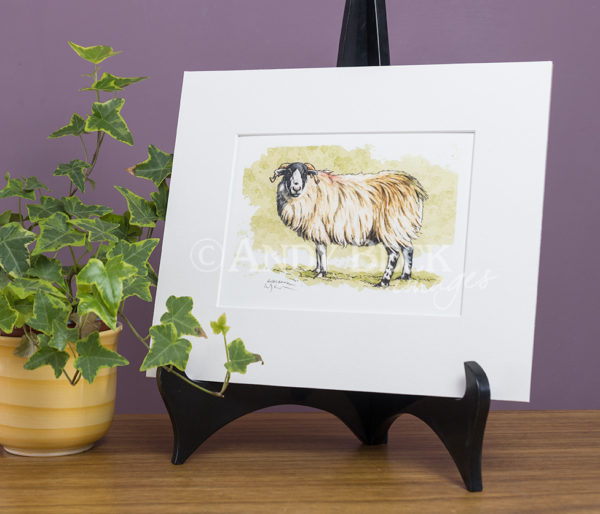 Rough Fell sheep mounted print by Andy Beck