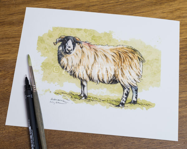 Rough Fell sheep print