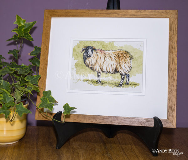 Rough Fell sheep sketch, origianl framed pen and watercolour sketch
