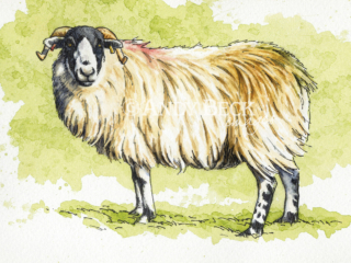 Rough Fell sheep sketch, original pen and watercolour