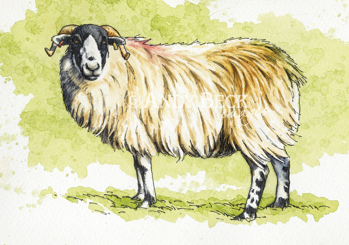 Rough Fell sheep sketch, original pen and watercolour