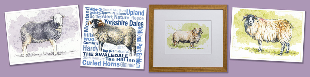 Sheep cards and prints by Andy Beck