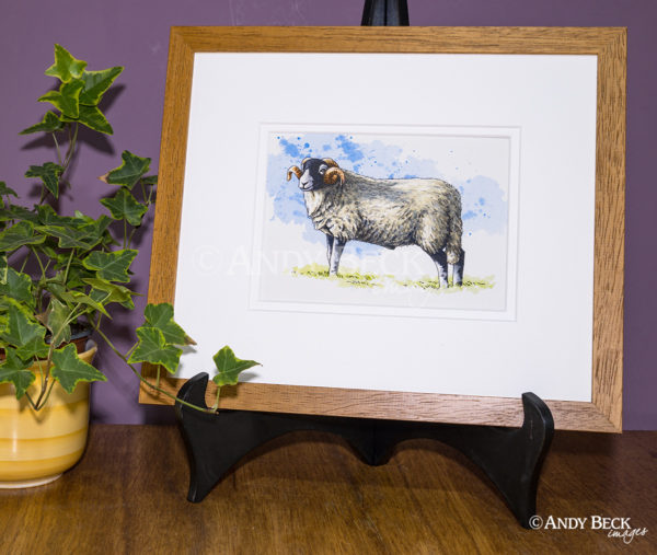 Swaledale Sheep sketch, original sketch of a Swaledale Tup