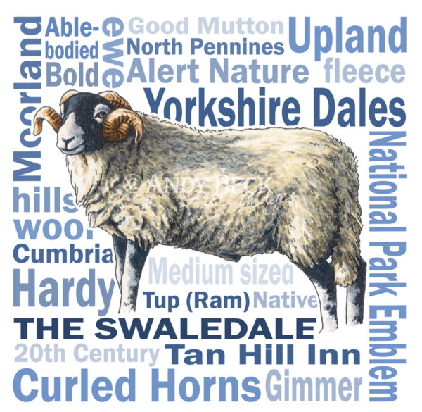 Swaledale sheep greeting card. detail