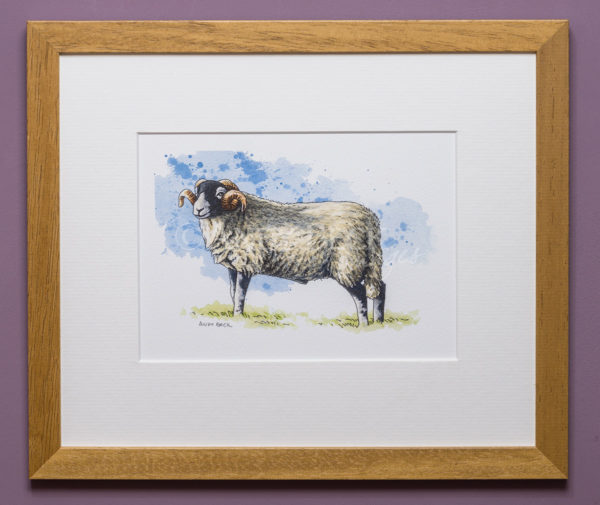 Swaledale sheep. Framed art print by Andy Beck
